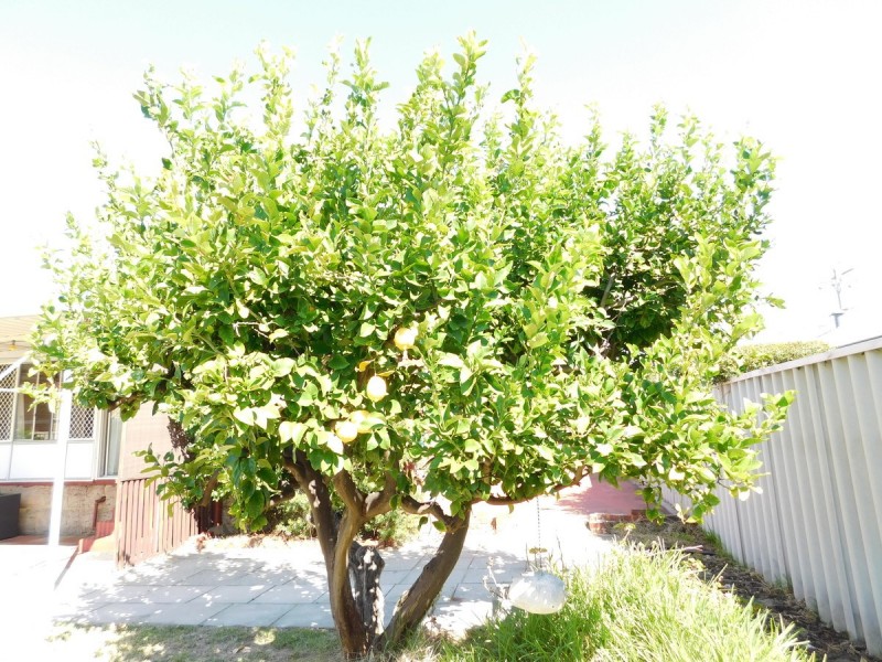 161 Kitchener Road, Alfred Cove WA 6154