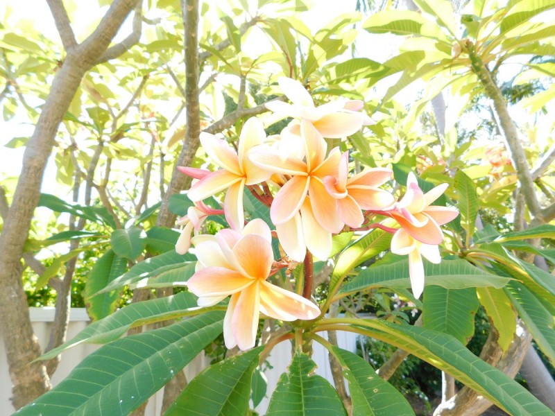 161 Kitchener Road, Alfred Cove WA 6154