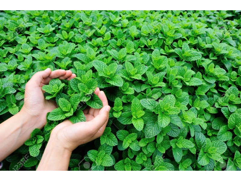 26 Balwina Road, Greenfields WA 6210