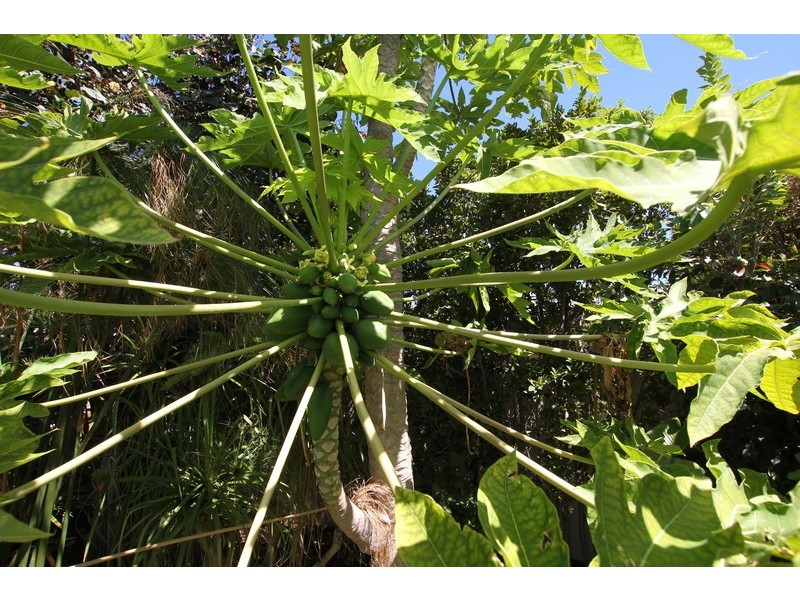 54 Paradise Circuit, Halls Head WA 6210