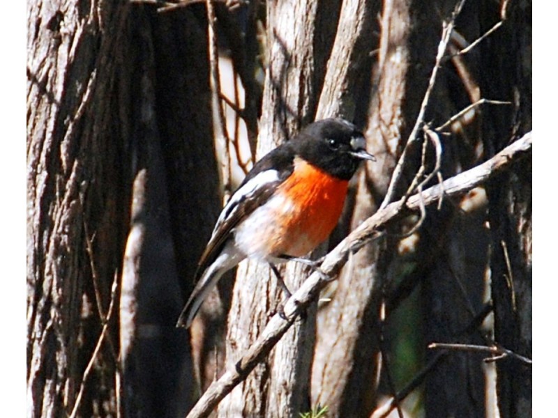 47 Wolfe Road, Oakford WA 6121