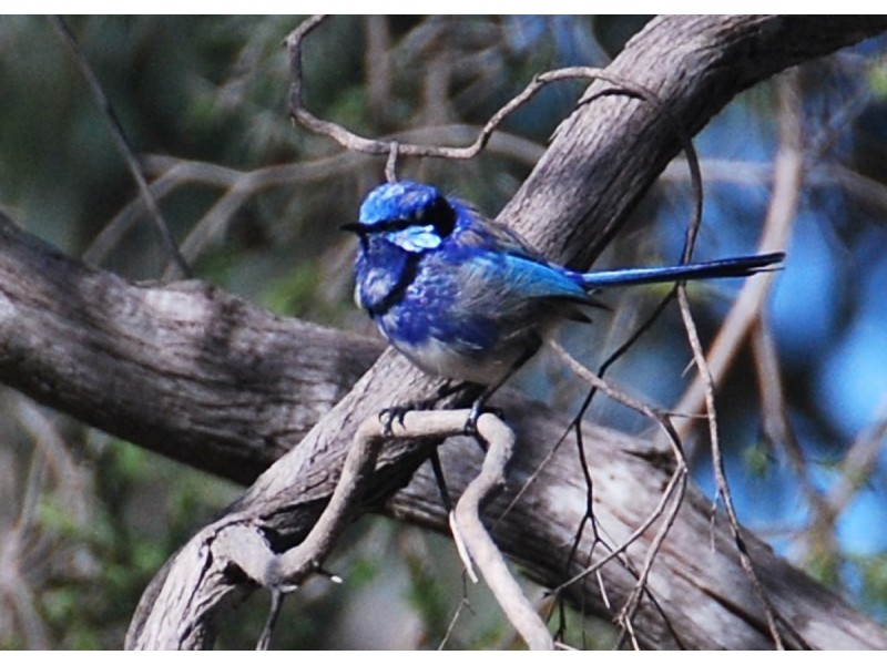 47 Wolfe Road, Oakford WA 6121