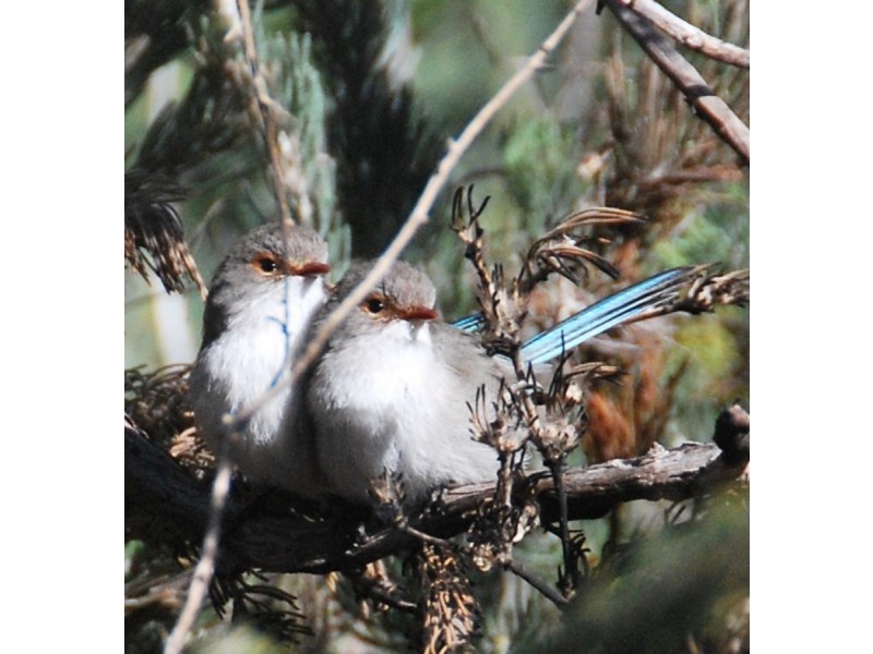 47 Wolfe Road, Oakford WA 6121