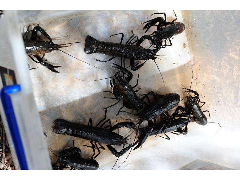 246 Newnham Road, Lake Clifton WA 6215