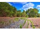Lot 31,  Forest Oak Court, Cooroy QLD 4563