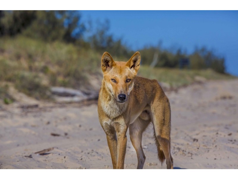 Lot 18 Poyungan Beach, Fraser Island QLD 4581