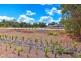 Lot 50, Spotted Gum Court, Cooroy QLD 4563