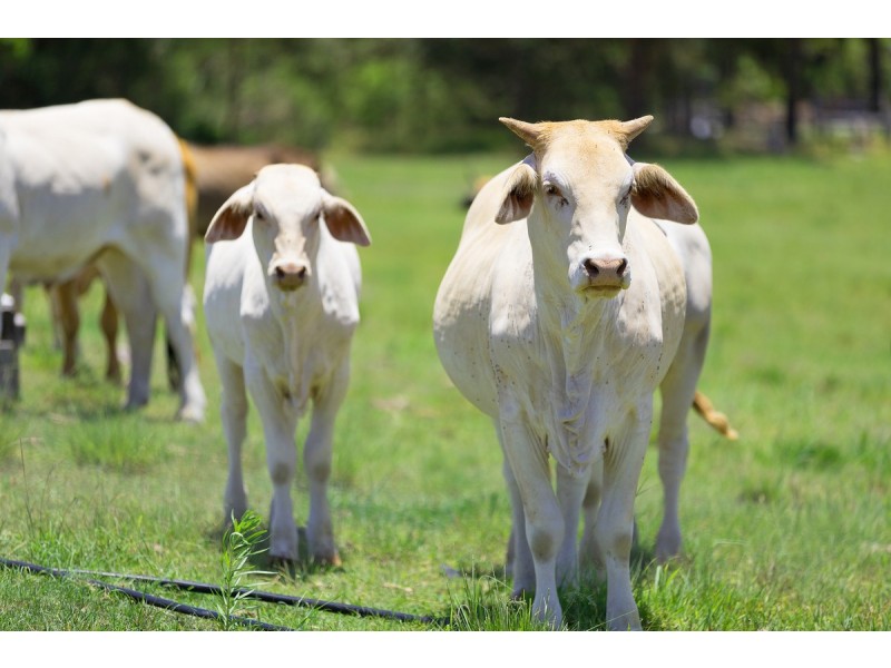 226 Tandur-Traveston Road, Traveston QLD 4570