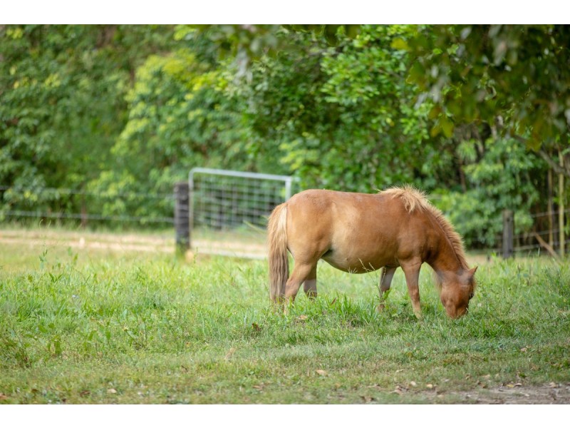 33 Middle Creek Road, Federal QLD 4568