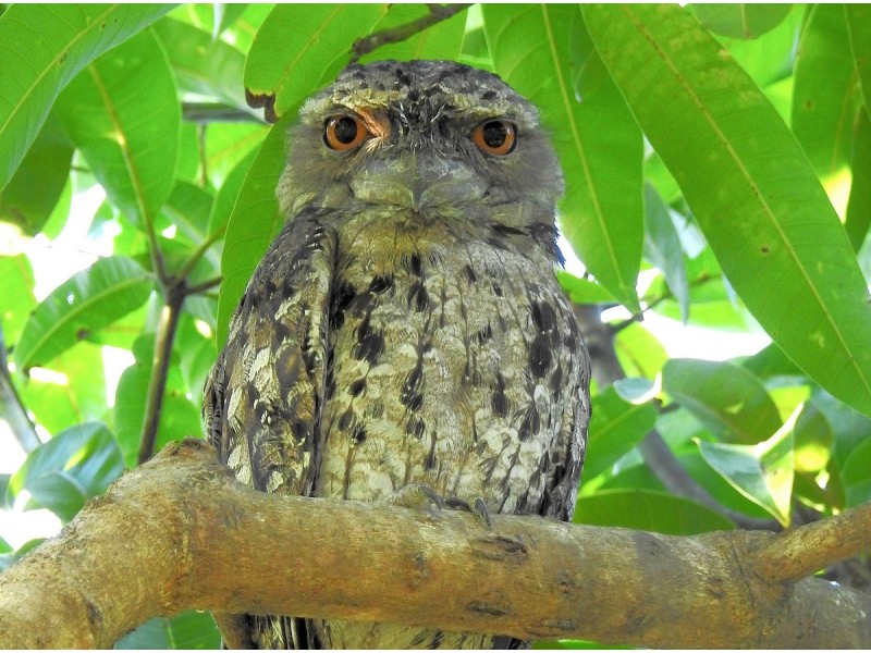 3 Martin Street, Cooran QLD 4569