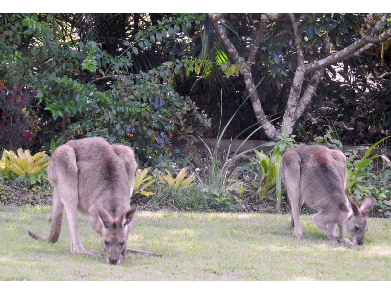 3 Martin Street, Cooran QLD 4569