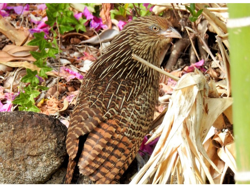 3 Martin Street, Cooran QLD 4569