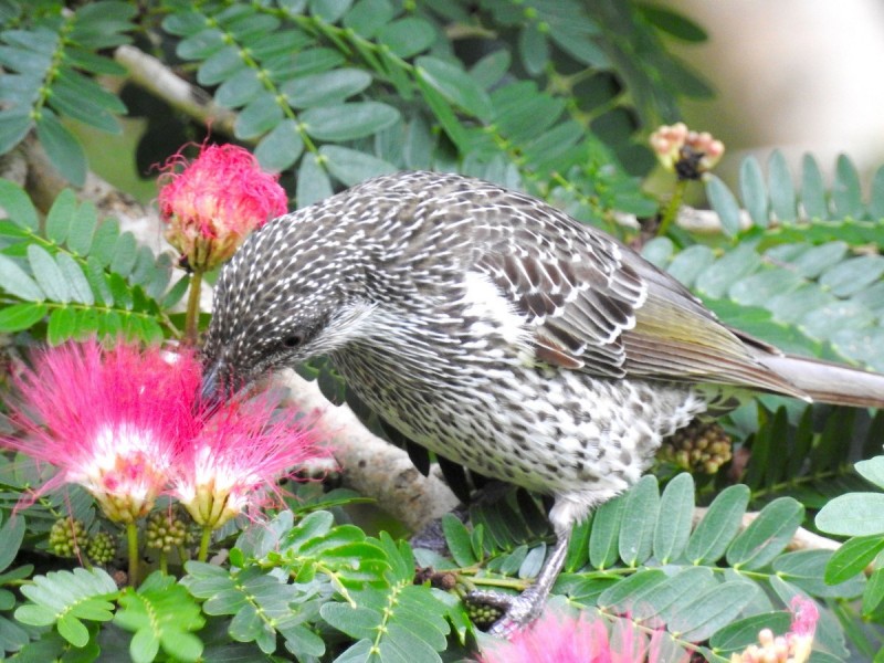 3 Martin Street, Cooran QLD 4569