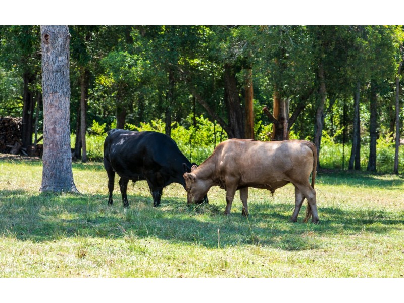 24 Limetree Lane, Pomona QLD 4568