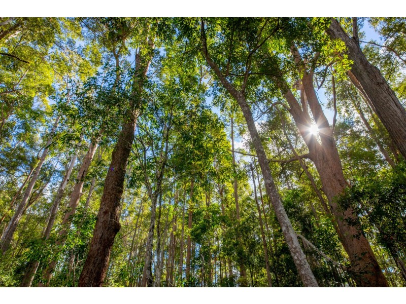 400 Ringtail Creek Road, Ringtail Creek QLD 4565