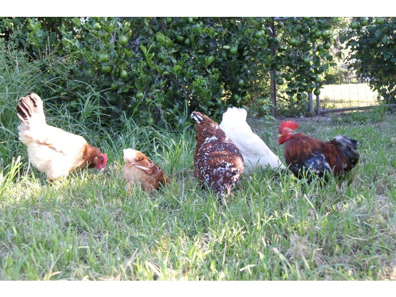 24 Queen St, Cooran QLD 4569