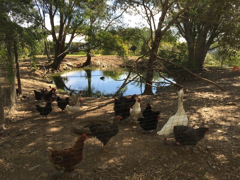 Federal QLD 4568