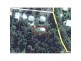 52 Summit Road, Pomona QLD 4568 Floorplan