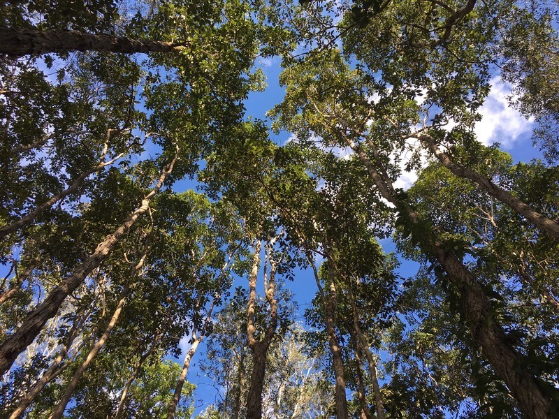 9 Crab Apple Court, Black Mountain QLD 4563