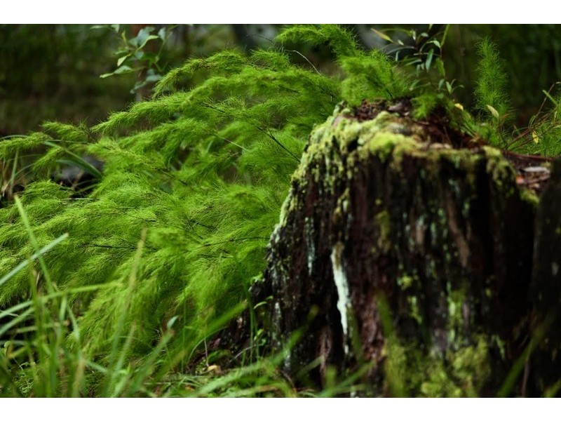 60 Hempsall Road, Cootharaba QLD 4565