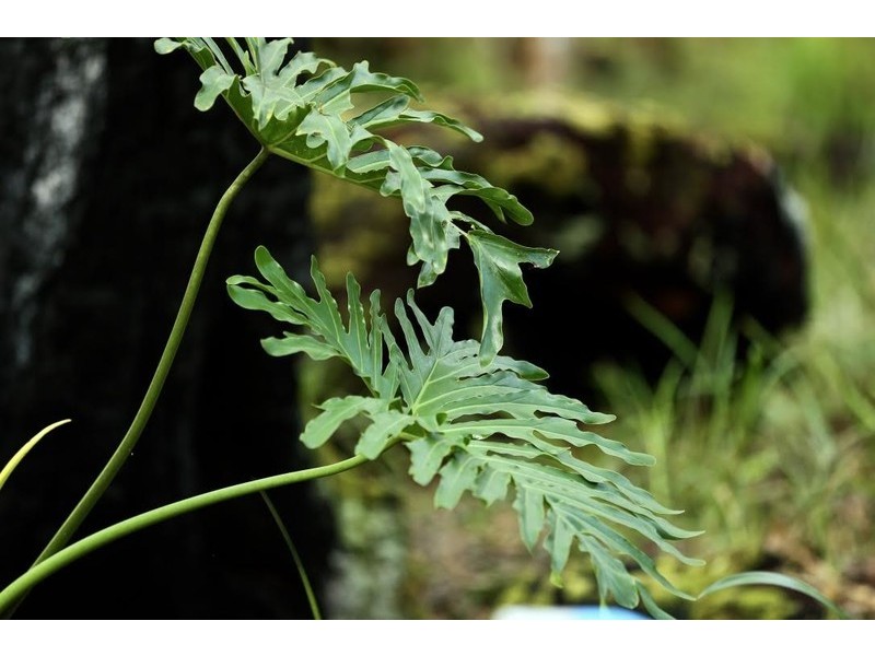 60 Hempsall Road, Cootharaba QLD 4565