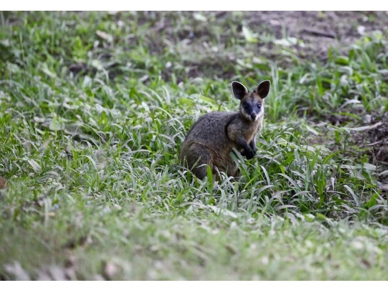 60 Hempsall Road, Cootharaba QLD 4565