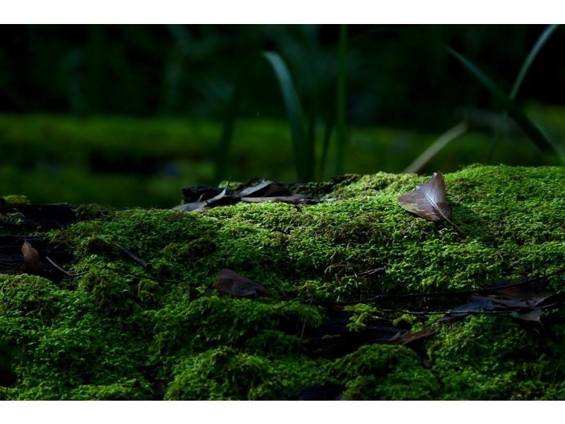 60 Hempsall Road, Cootharaba QLD 4565