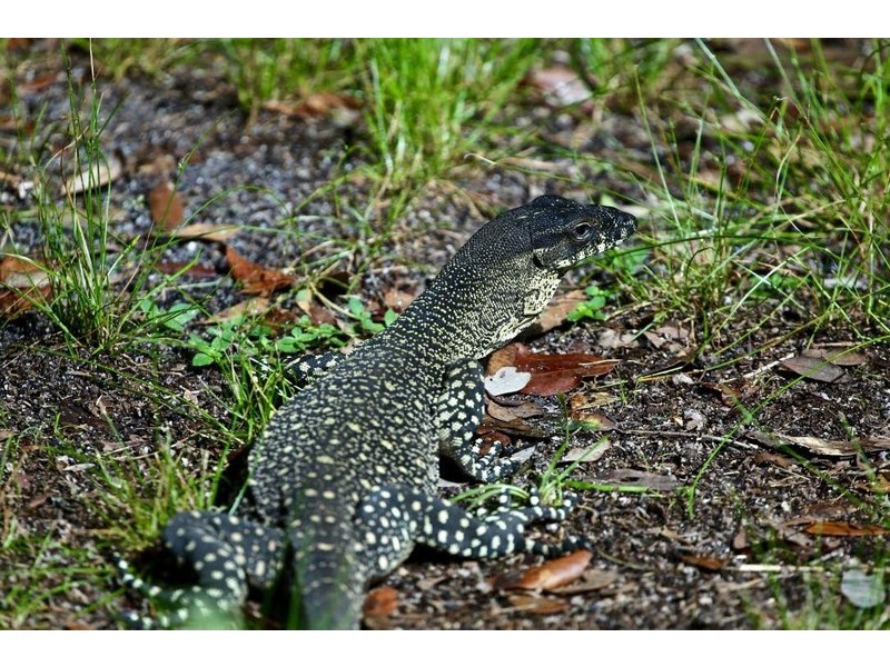 60 Hempsall Road, Cootharaba QLD 4565