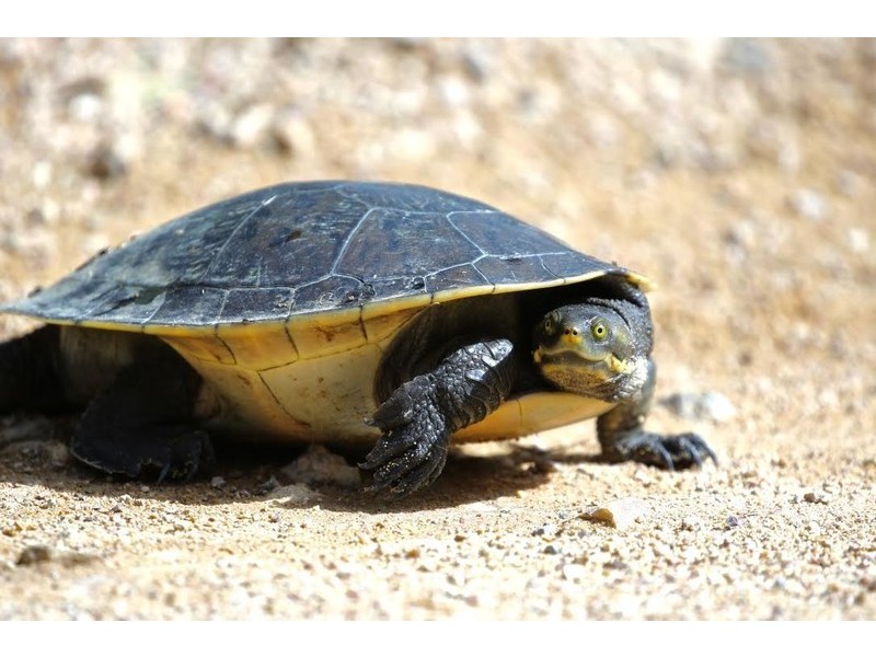 60 Hempsall Road, Cootharaba QLD 4565