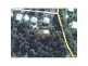 52 Summit Road, Pomona QLD 4568 Floorplan