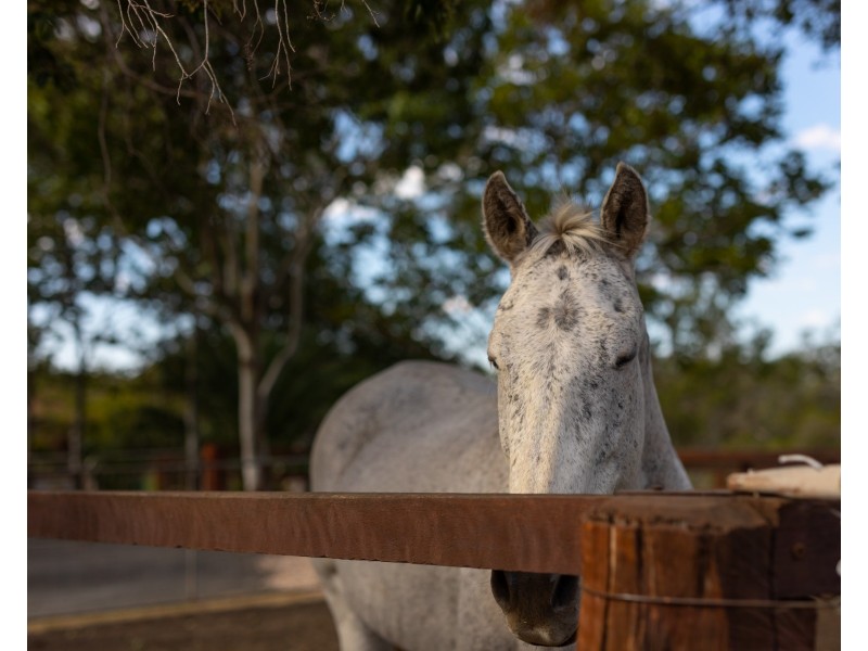 225 Blanchview Road, Blanchview QLD 4352