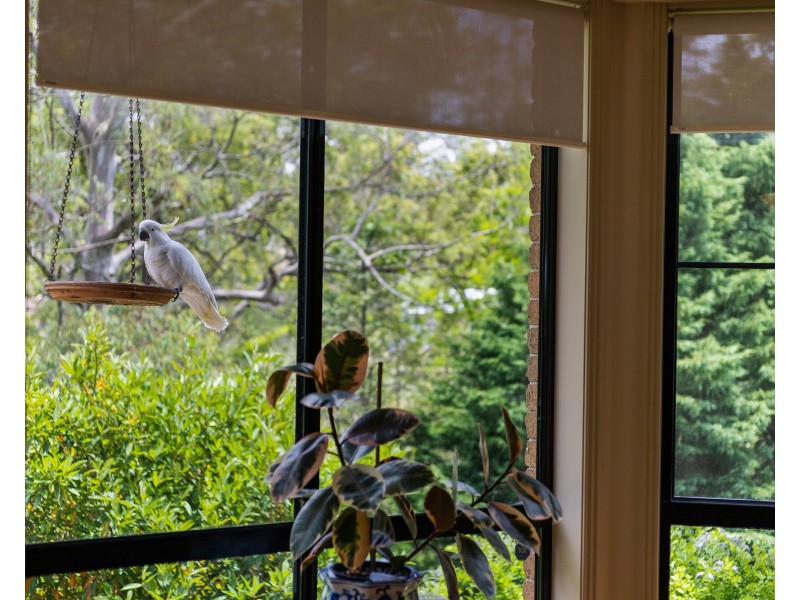 4 Grey Gums Drive, Blue Mountain Heights QLD 4350