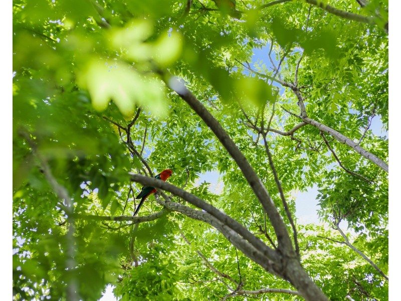 4 Grey Gums Drive, Blue Mountain Heights QLD 4350