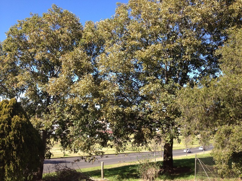 69 Holberton Street, Rockville QLD 4350