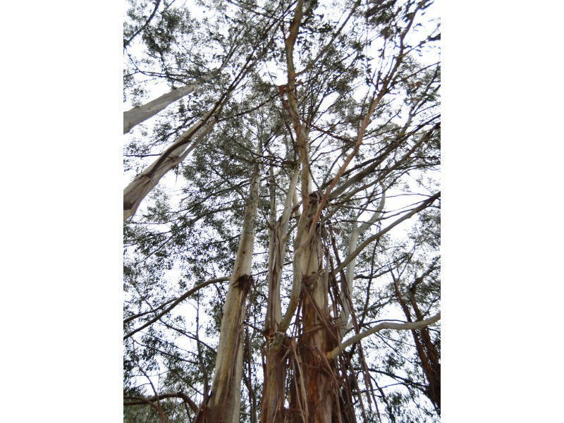 3008 Broadford – Flowerdale Road, Flowerdale VIC 3717