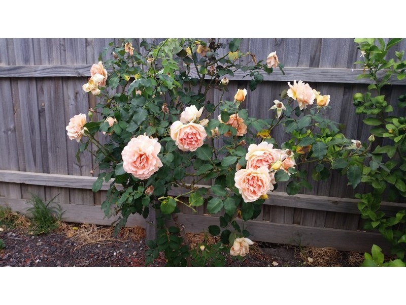 4 Fulham Way, Wollert VIC 3750