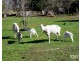1835 Upper Esk Road, Upper Esk TAS 7214