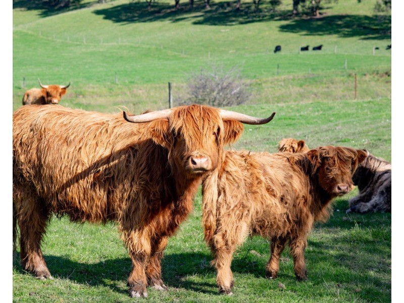 67 Rowleys Hill Road, Karoola TAS 7267