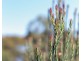 66 Mungala Crescent, Miandetta TAS 7310