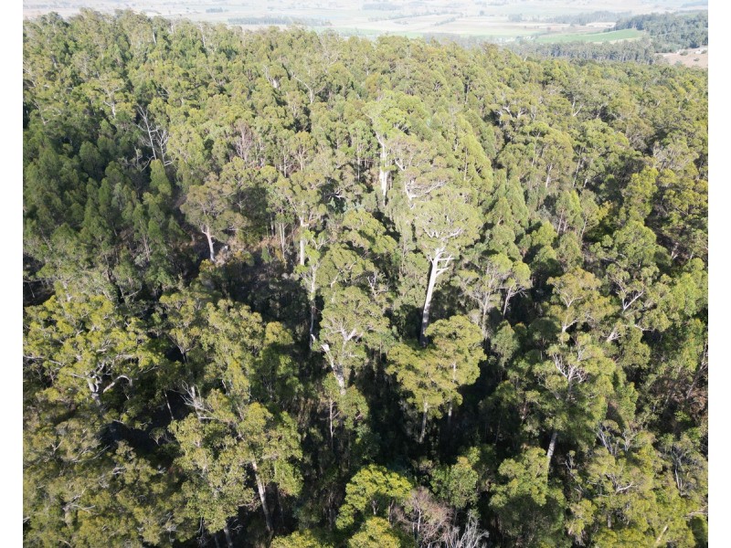 Bradys Plains Road, Parkham TAS 7304