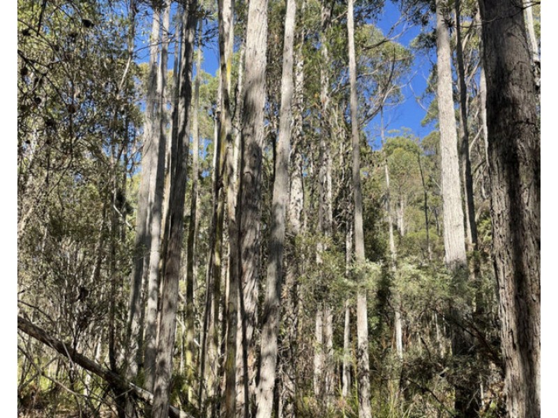 Bradys Plains Road, Parkham TAS 7304