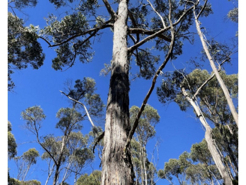 Bradys Plains Road, Parkham TAS 7304