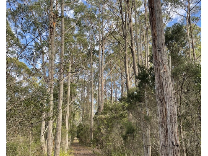 Bradys Plains Road, Parkham TAS 7304