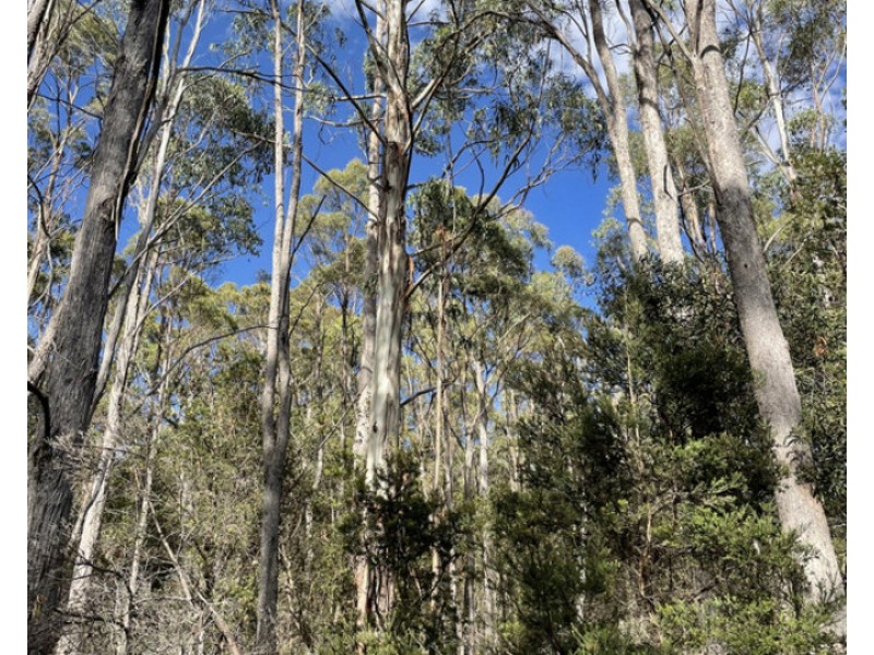 Bradys Plains Road, Parkham TAS 7304