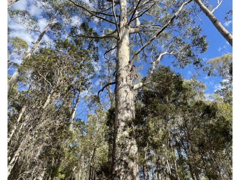 Bradys Plains Road, Parkham TAS 7304