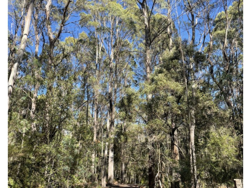 Bradys Plains Road, Parkham TAS 7304