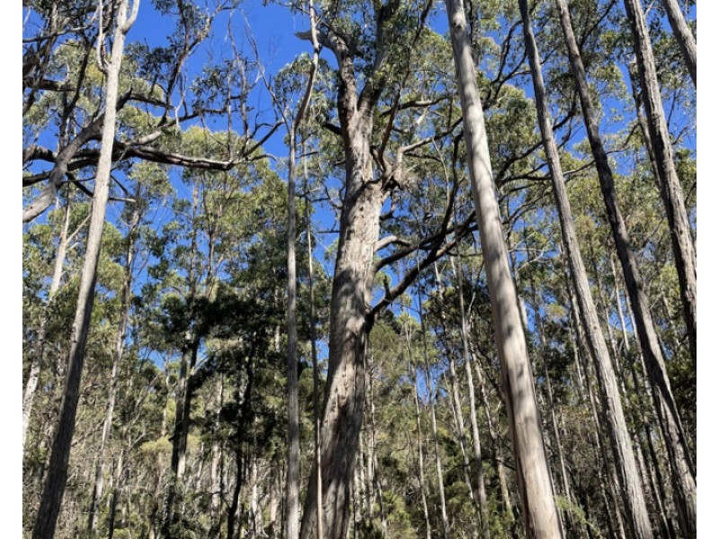 Bradys Plains Road, Parkham TAS 7304