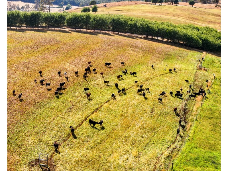 110 Trickett Road, Needles TAS 7304