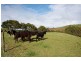 66 Maydena Road, Stowport TAS 7321