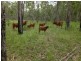 Lot 4, 3400 Mulligan Highway, Mount Molloy QLD 4871
